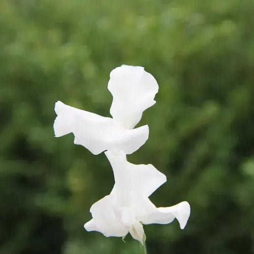 Brook Hall Sweet Pea Flowers