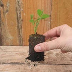 Brook Hall Sweet Pea Seedling in a Jumbo Plug Showing Good Root Development