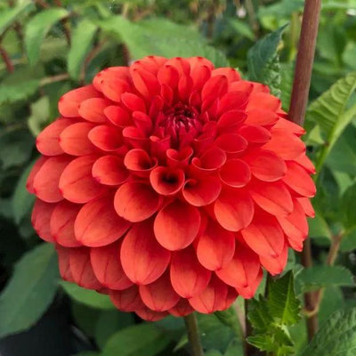 Brown Sugar Ball Dahlia Flowers