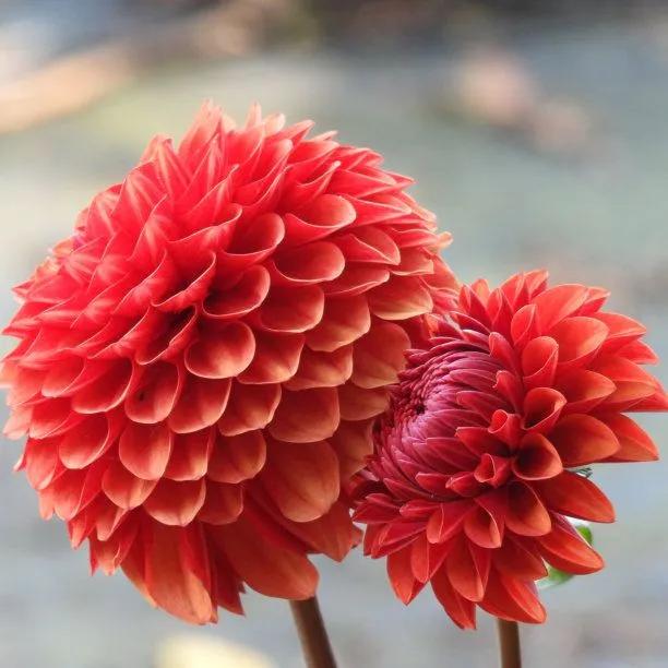 Brown Sugar Dahlia Flowers