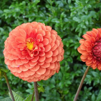 Brown Sugar Dahlia Flowers