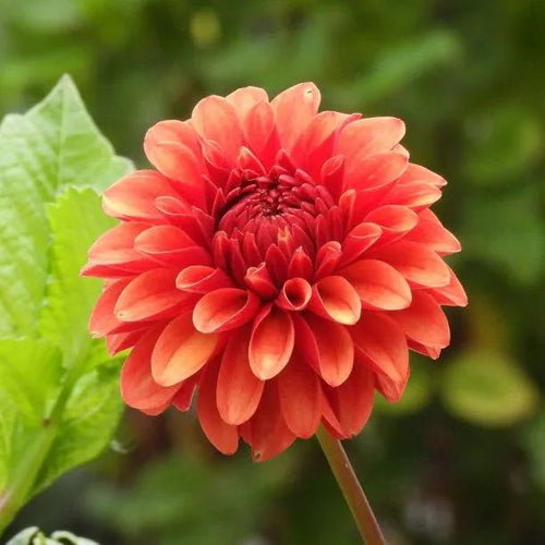 Brown Sugar Dahlia Flowers