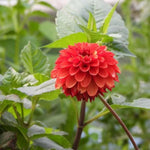 Brown Sugar Dahlia Flowers
