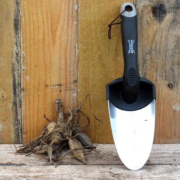 Brown Sugar Dahlia tubers displayed with gardening trowel showing planting preparation
