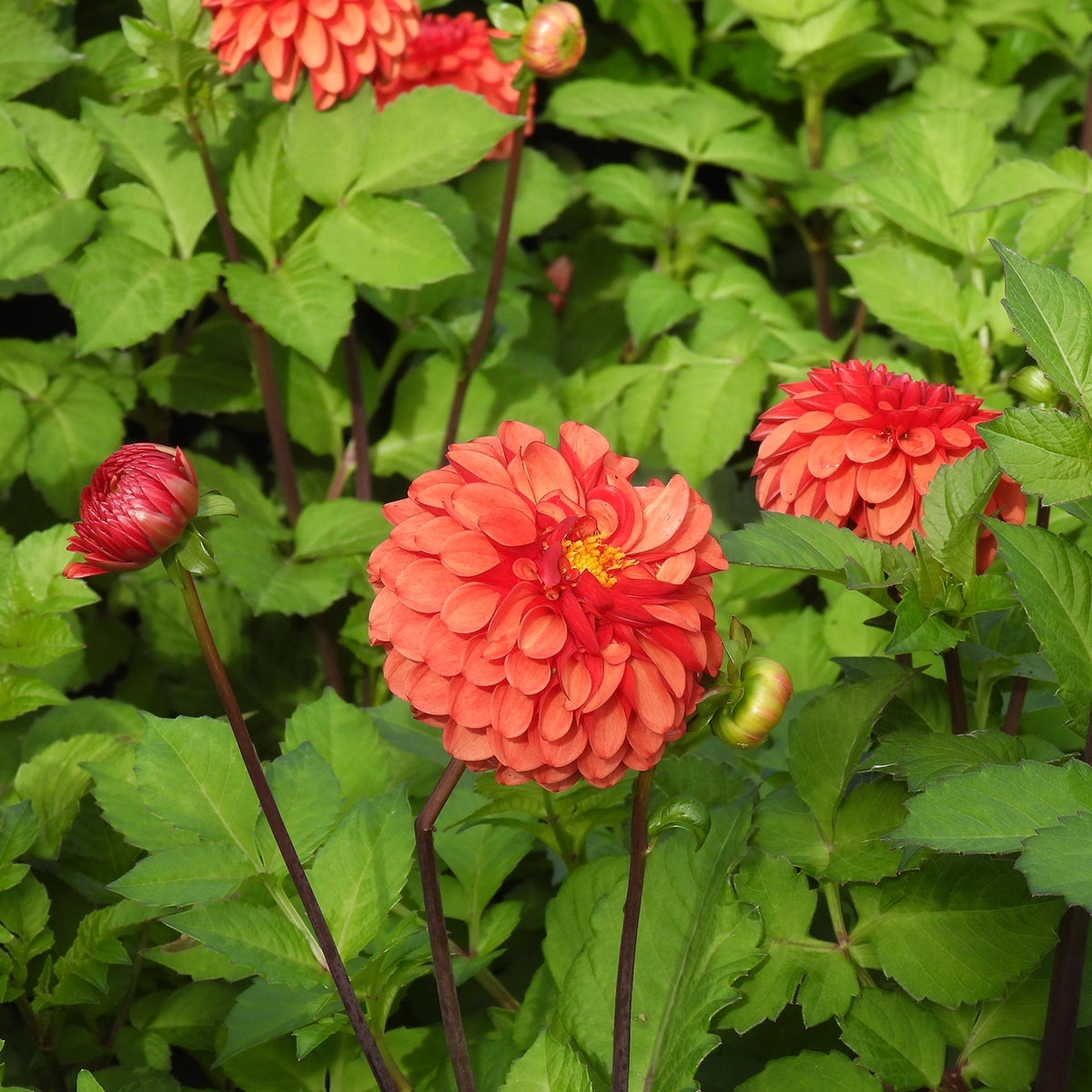 Brown Sugar Dahlias Flowering in September