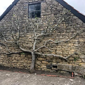 Brown Turkey Fig Tree – Best Fig for UK Climate AGM