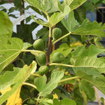 A close-up of Brown Turkey fig tree branch with several green unripe figs nestled among large, lobed green leaves.