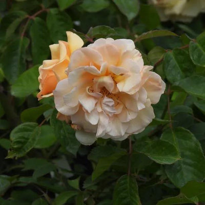 Buff Beauty Shrub Rose Flowers