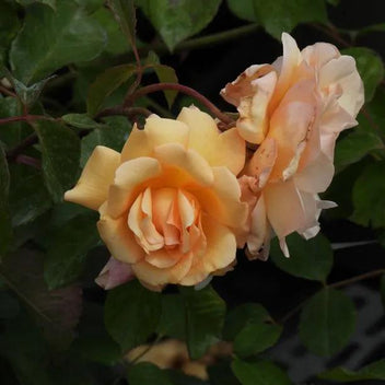 Buff Beauty Rose – Apricot-Yellow Scented Shrub Climber AGM