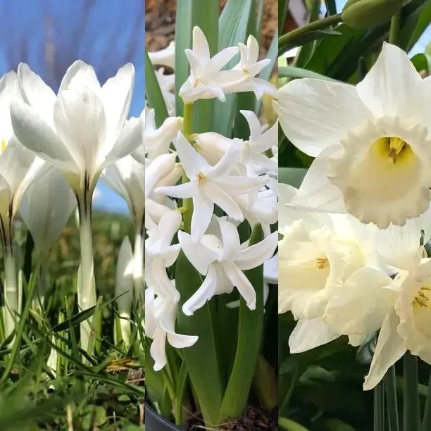 Bulb Lasagne Mixed Whites Collection