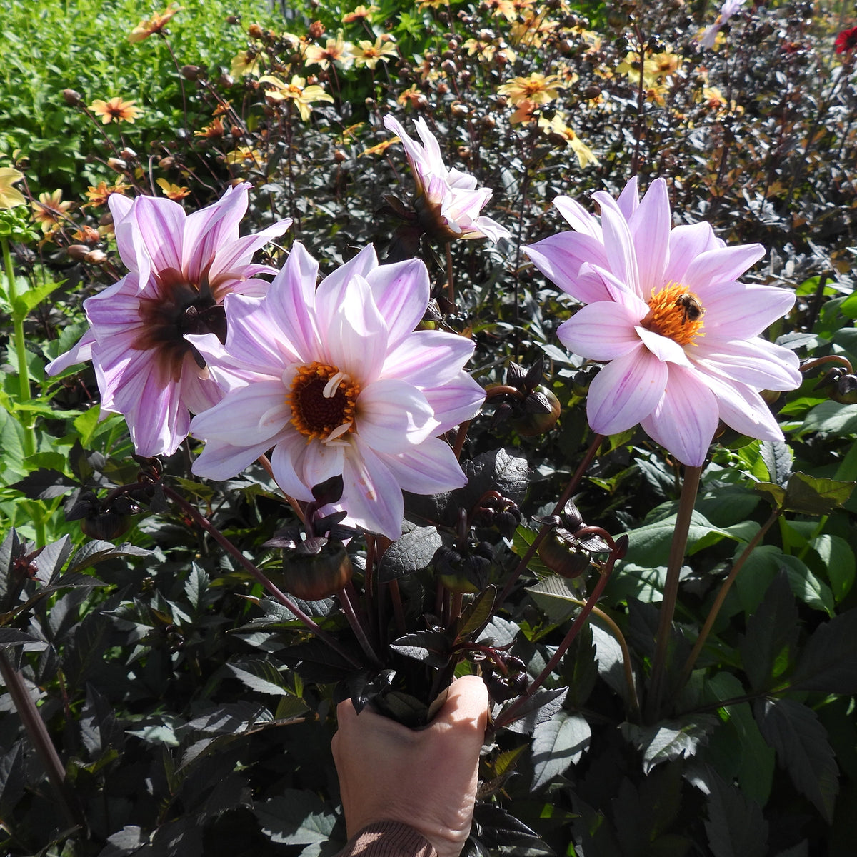 Three light pink dahlia flowers with dark centers and dark green leaves, being held by a hand in a garden with other flowers in the background.