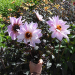 Three light pink dahlia flowers with dark centers and dark green leaves, being held by a hand in a garden with other flowers in the background.