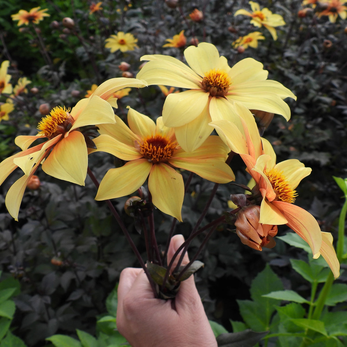 Bunch of Yellow Dahlia Flowers (Bishop of York)