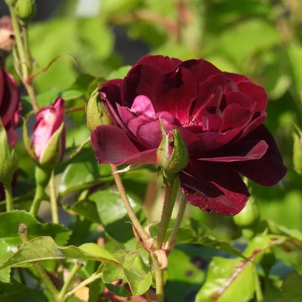 Burgundy Ice Floribunda Rose Flowers