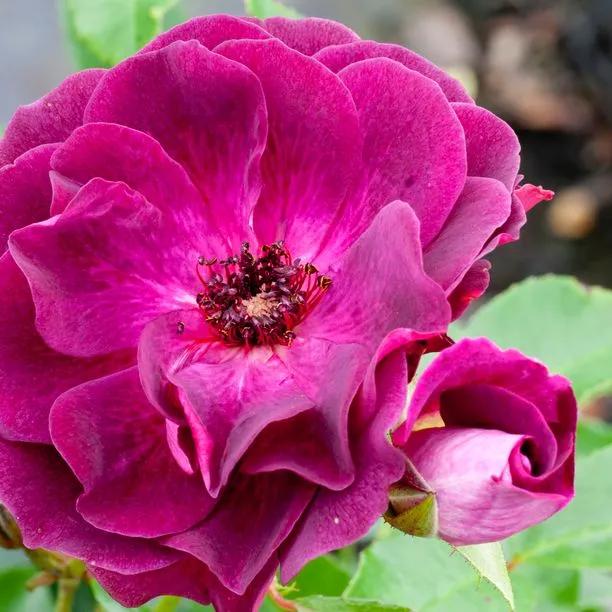 Burgundy Ice Floribunda Rose Flowers