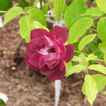 A close-up of a deep burgundy rose bloom surrounded by bright green leaves with water droplets, set against a background of brown soil.