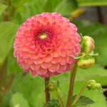Burlesca Dahlia flower