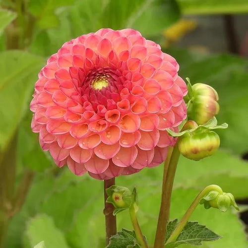 Burlesca Dahlia flower