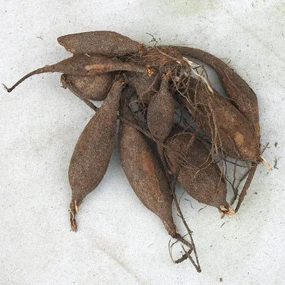 Burlesca Dahlia Tuber