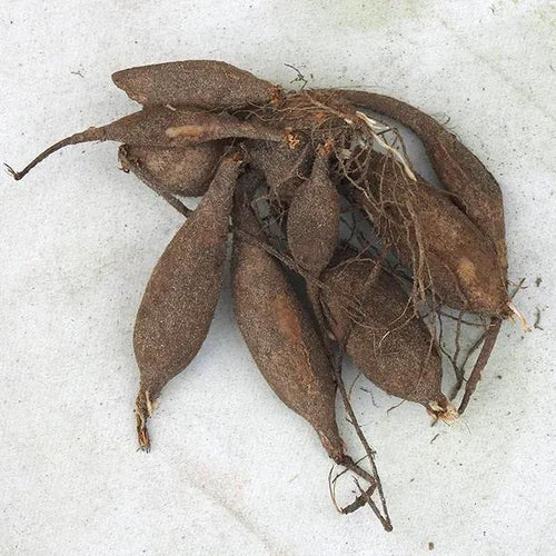Burlesca Dahlia Tuber