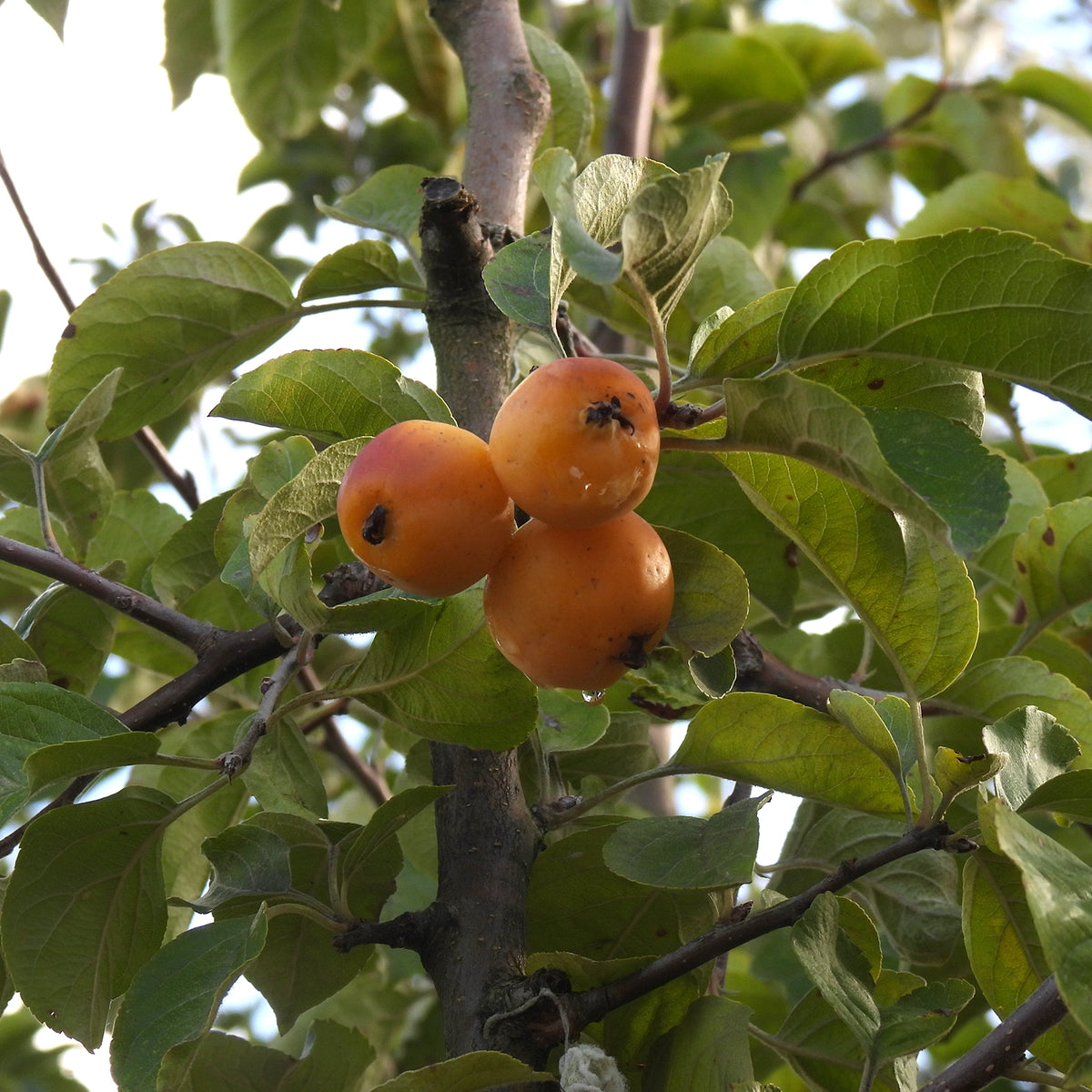 Three ripe orange crabapples (butterball) growing on a tree branch with green leaves.