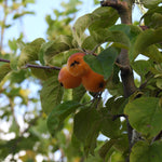 Three ripe orange crabapples hanging from a tree branch with green leaves and a brown trunk, photographed outdoors against a soft-focus background of foliage and sky.
