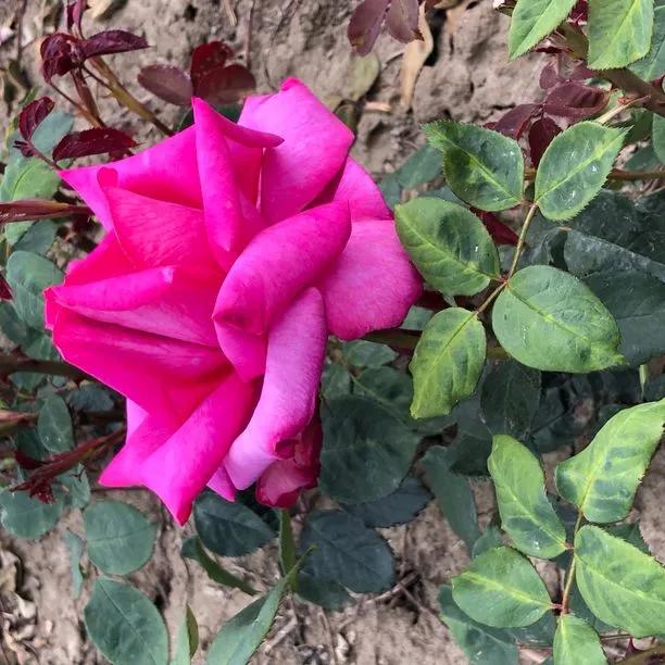 Buxom Beauty Hybrid Tea Rose Flowers