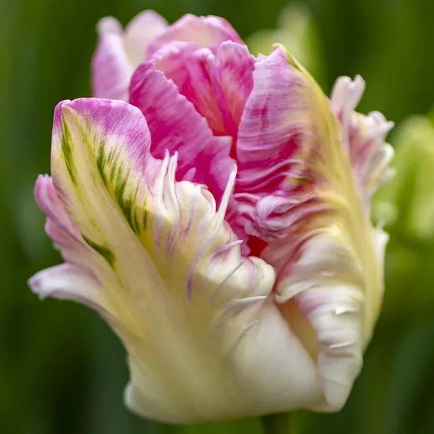 Cabanna Parrot Tulip Flowers