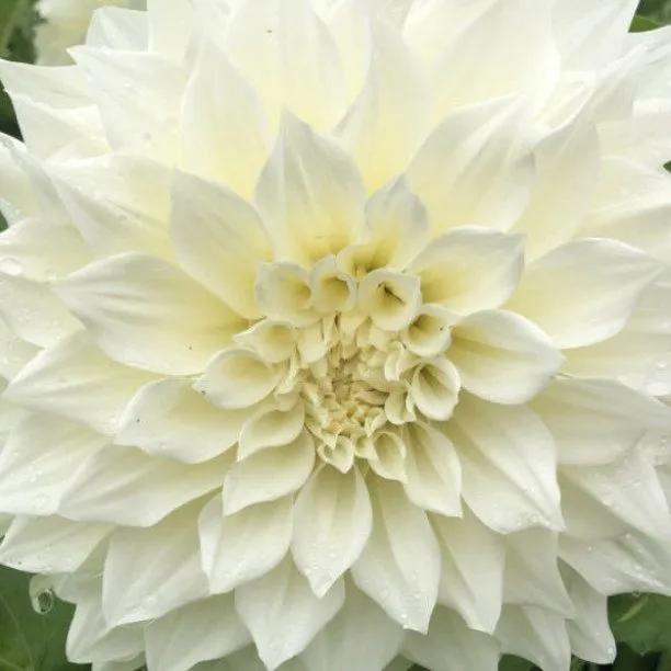 Cafe au Lait Supreme Dahlia Flowers
