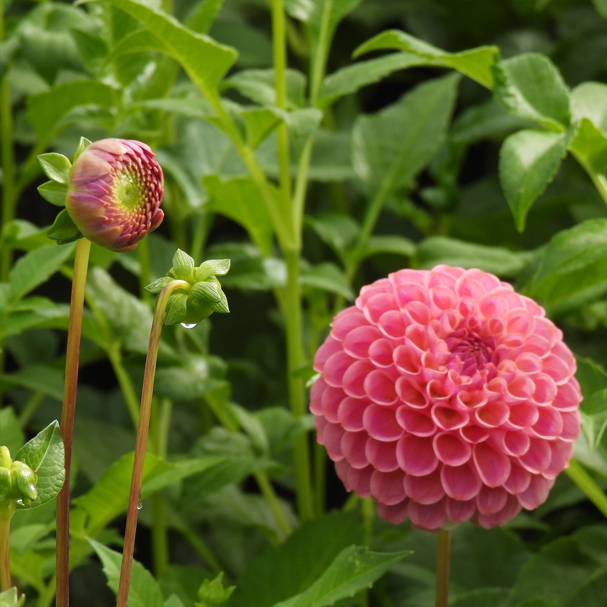 A close-up of a pink dahlia flower in full bloom with green leaves and buds in the background.