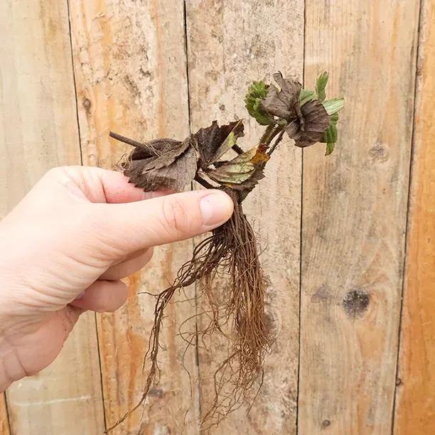 Bareroot Cambridge Favourite Strawberry Plant