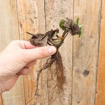 Bareroot Cambridge Favourite Strawberry Plant