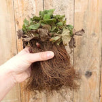 Bareroot Cambridge Favourite Strawberry Plants