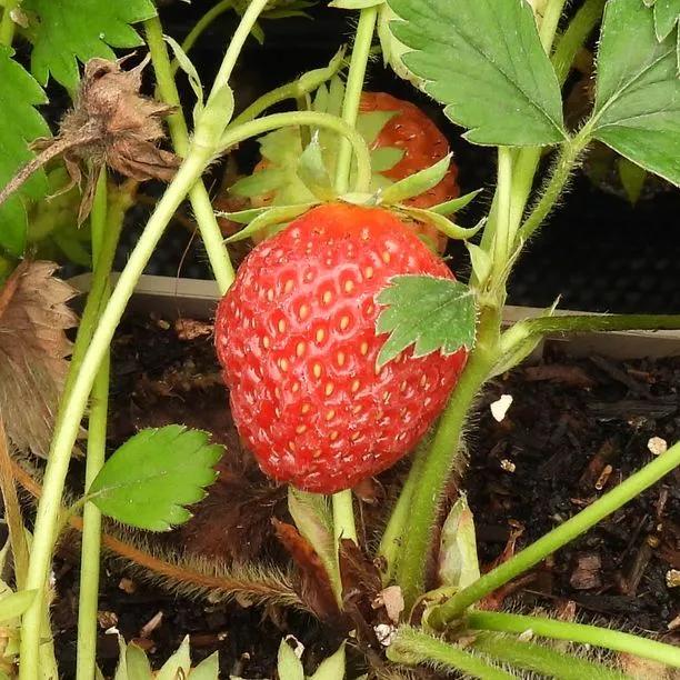 cambridge strawberry seeds Strawberry Cambridge Favourite – Classic Flavour AGM