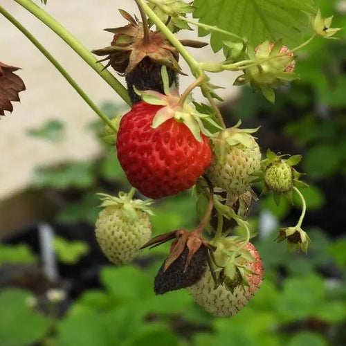 Cambridge Favourite Strawberries