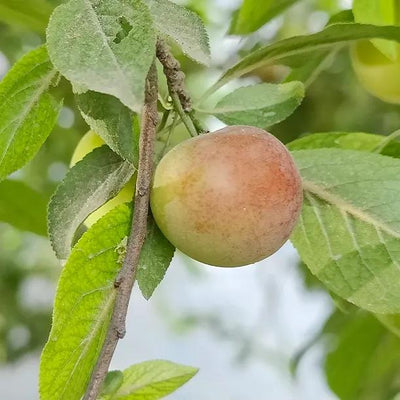 Cambridge Gage fruit on the tree