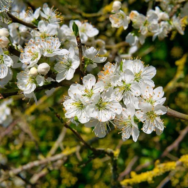 Cambridge Gage Tree Flowers