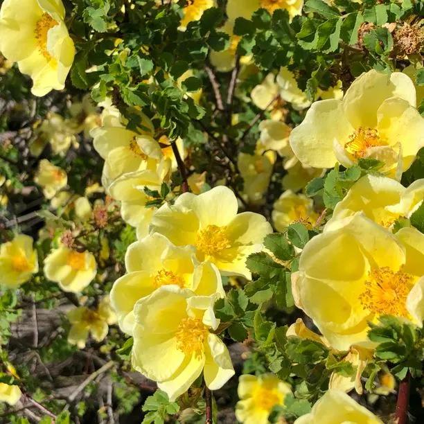 Canary Bird Shrub Rose Flowers