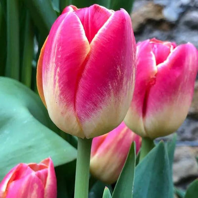 Candy Corner Tulip Flowers