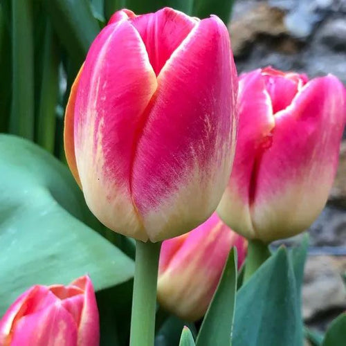 Candy Corner Tulip Flowers