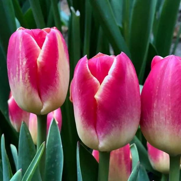 Candy Corner Tulip Flowers