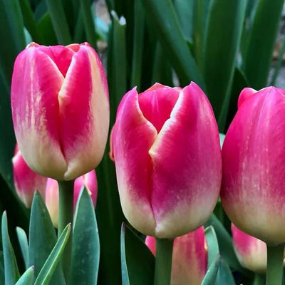 Candy Corner Tulip Flowers