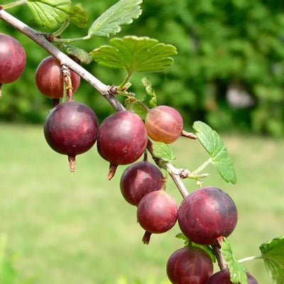 Captivator Red Gooseberry Fruit