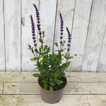 2 litre potted salvia plant with purple flowers on a wooden surface and background