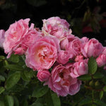 Carefree Days Patio Rose Flowers