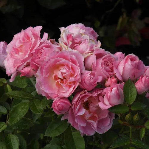 Carefree Days Patio Rose Flowers
