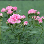 Carefree Days Patio Rose Flowers