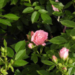 Carefree Days Patio Rose Flowers