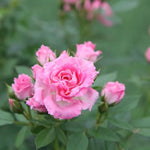 Carefree Days Patio Rose Flowers