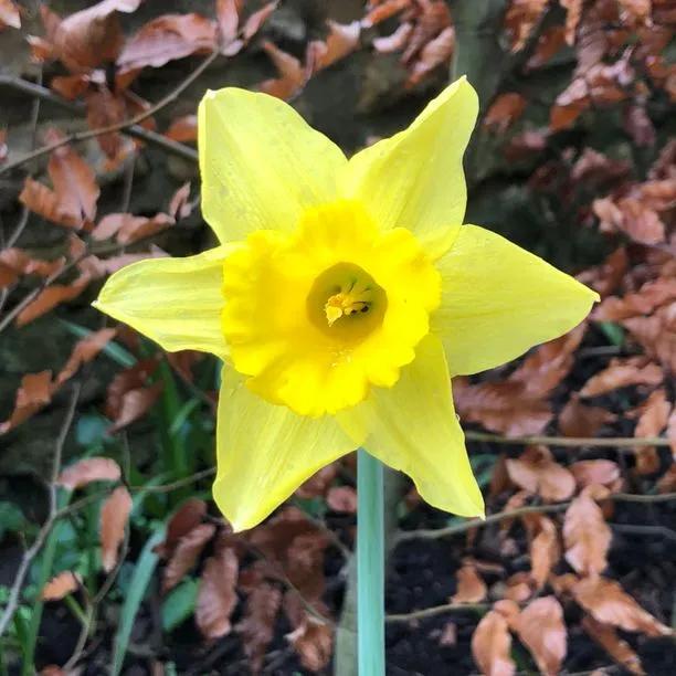 Carlton Daffodil Flowerhead